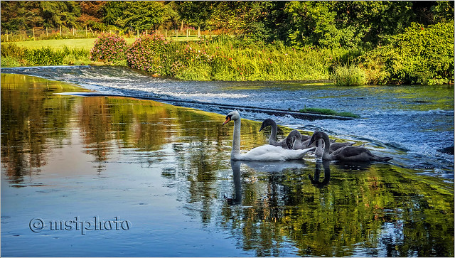 Swan Family, River Don