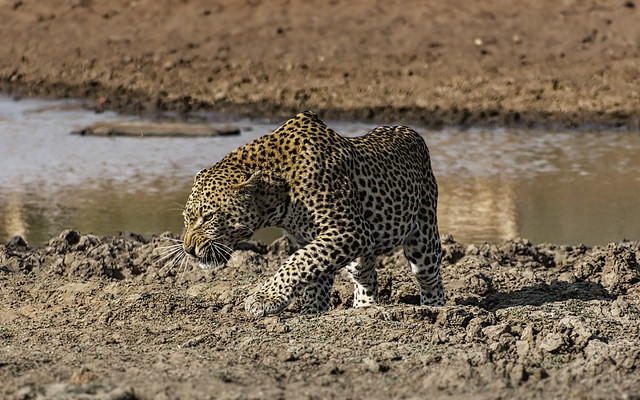 Still Hungry - African Leopard