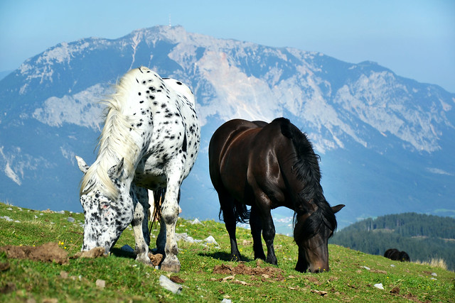Horses and Mountains