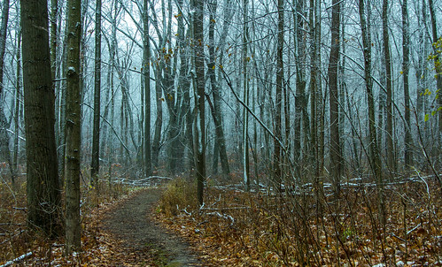 park morning november trees usa snow tree woods unitedstates snowy walk michigan ottawa trail firstsnow westmichigan 2015 ottawacounty canon60d ottawacountyparks grandravinesnorth