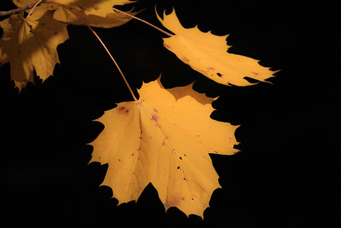 Maple Leaves | by Jane Seifried