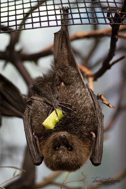 Rodrigues Fruit Bat