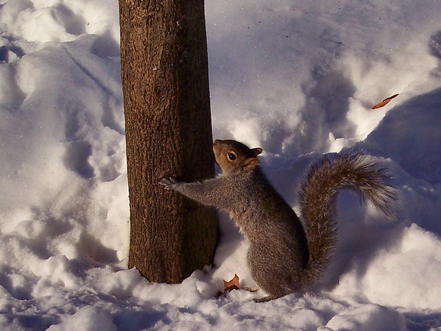 Fig Newton Squirrel  02-06-2009 (2)