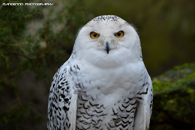 Snow owl - Tierpark Nordhorn