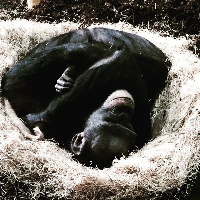 #chicago #lincolnparkzoo #chimpanzee #regensteincenterforafricanapes #cozy