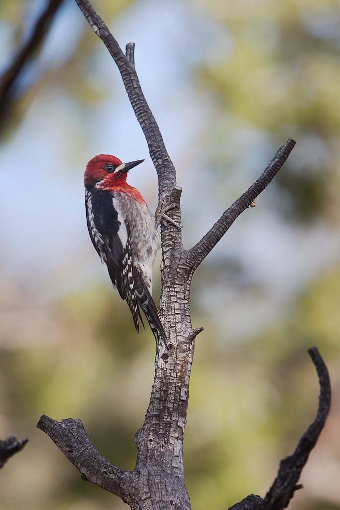Sphyrapicus ruber | Red-breasted Sapsucker | rödhuvad savspett