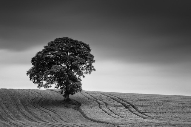Tree in Solitude