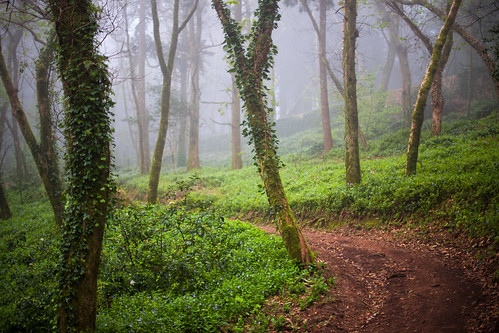 wood green portugal fog canon way path lisbon sintra 6d 2015 canonef50mmf14usm
