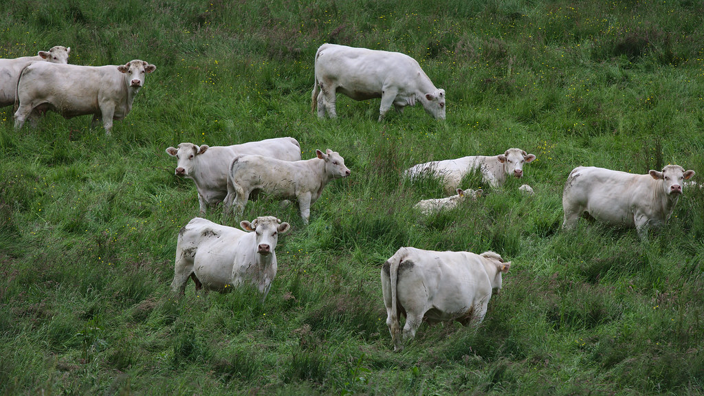 Charolais-cows and their calves | on a pasture in Brionne. L\u2026 | Flickr