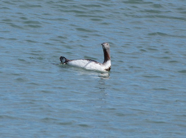 red-throated diver, Sausalito