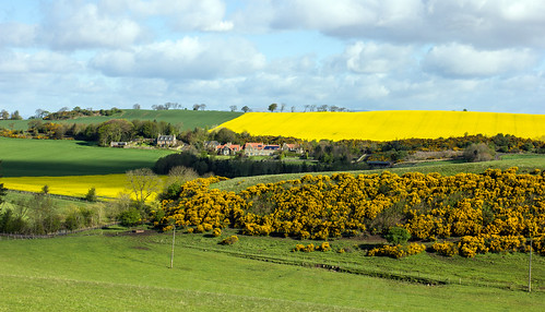 uk colour yellow scotland europe unitedkingdom farm places fields agriculture linlithgow lothian gorse westlothian bathgatehills