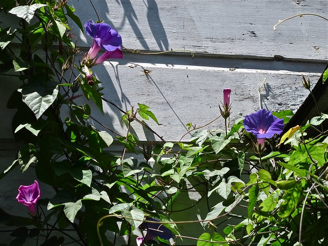 midday morning glory