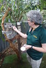 Port Macquarie - Koala Hospital_10