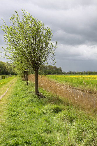 Wind in the ..... | by bies