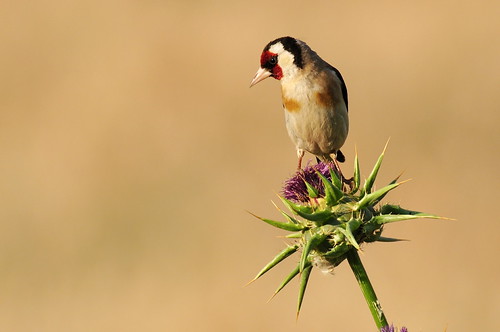 European goldfinch (II) by cadviodi, This beautiful female goldfinch decided to pose for me when the delicate sunset light began to appea