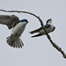 Flickr photo 'Tree Swallows, Tachycineta bicolor (Vieillot, 1808) ♂♀' by: Misenus1.