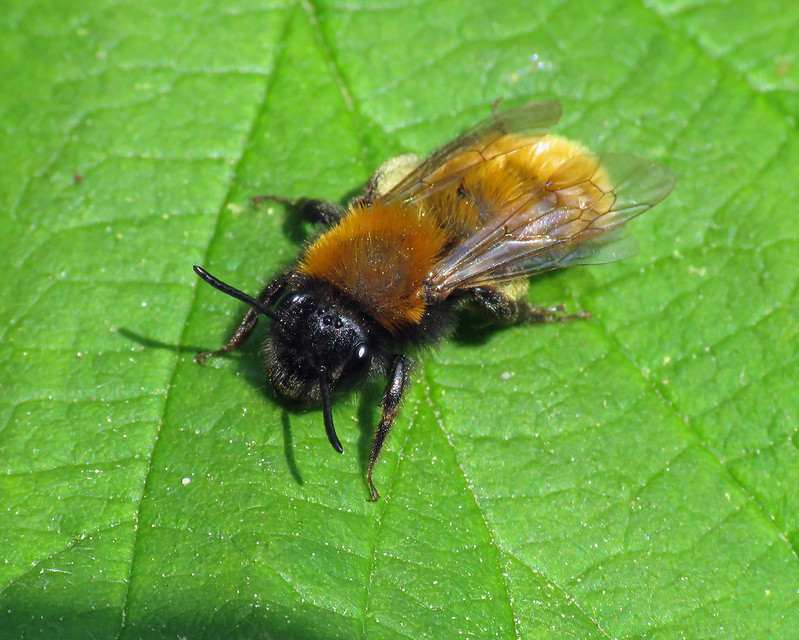 Tawny Mining Bee - Andrena fulva [A]