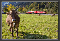 Rail and Cow, Zillertal, 21.Okt 2011