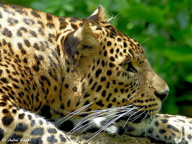 Sri Lanka  Panther - Zoo Maubeuge