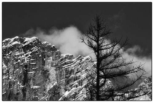 trees blackandwhite fotografie natur berge dachstein bäume steiermark styria bergwelt nativecountry obersteiermark