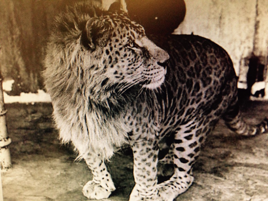 Leopon. Hybrid between male leopard and female lion | Flickr