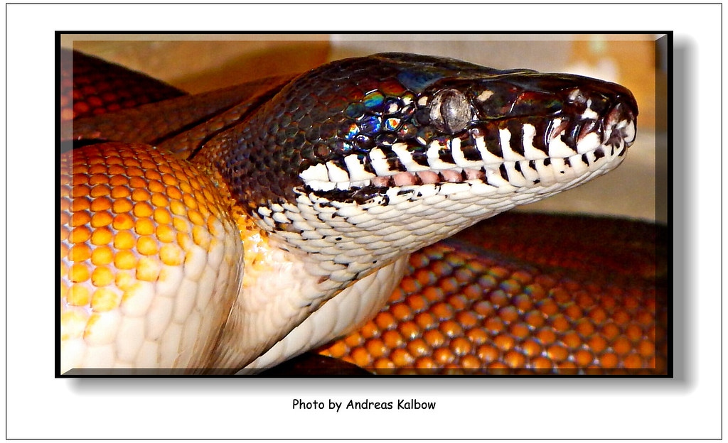Scales-Reptiles September 2015 (9)