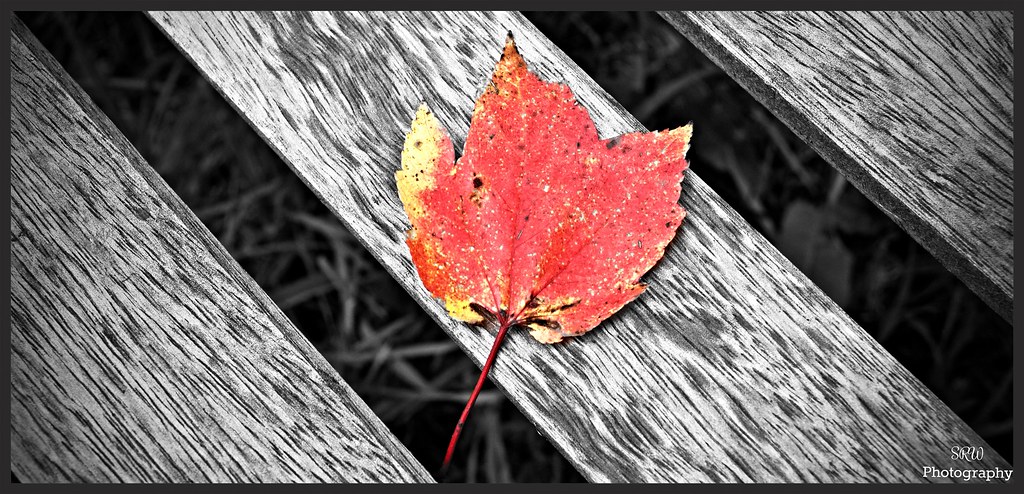 A fallen leaf is nothing more than a summer's wave goodbye