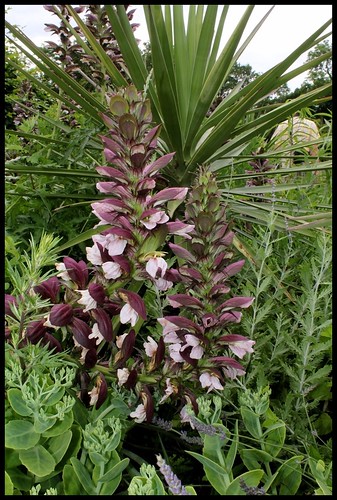 Acanthus spinosus et var. spinosissimus 22306577748_5e964d4d7e