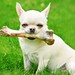 small-dog-with-natural-dog-treat.jpg.653x0_q80_crop-smart