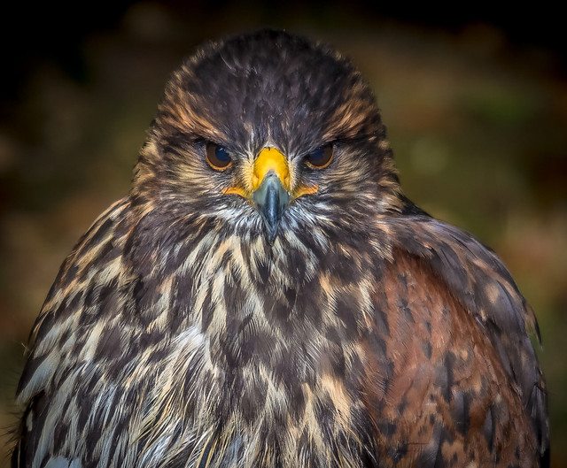 A Saker Falcon (Falco cherrug) at the Hawk Conservanncy near Andover