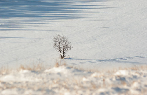 winter fredropol województwopodkarpackie polska pogórzeprzemyskie tree lo lonelytree snow cold frost