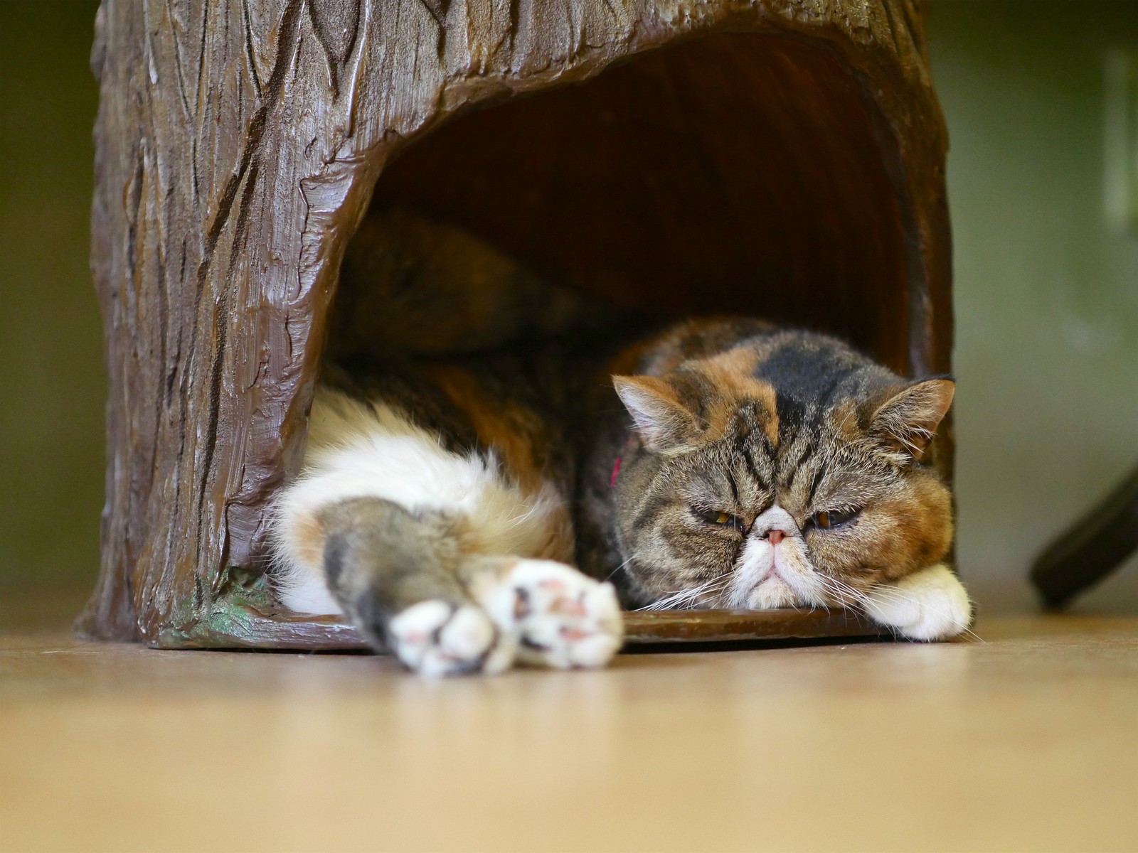 Cat Cafe Temari no Ouchi