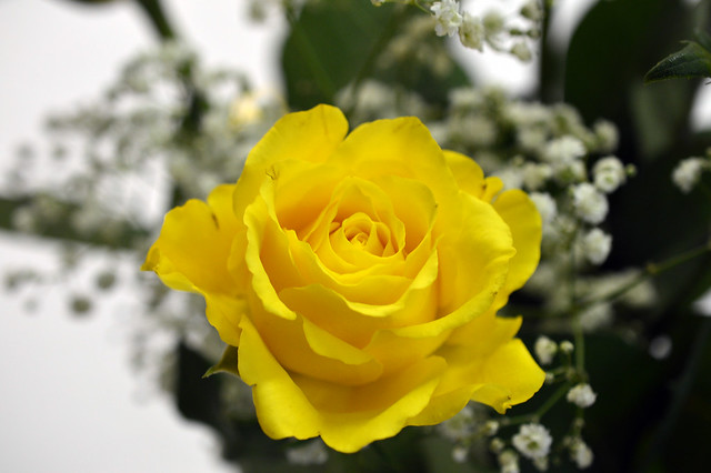 Yellow Rose  (11)