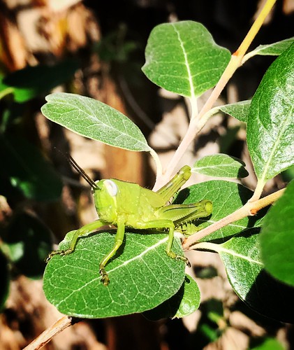 green insect grasshopper