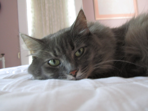chicken of the sea and norwegian forest cat diet norwegian forest cat kitten