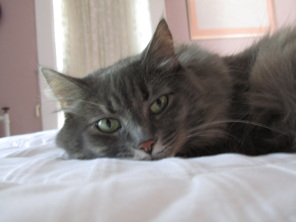 norwegian forest cat lifespan