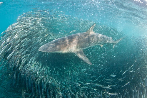 Sardine Run