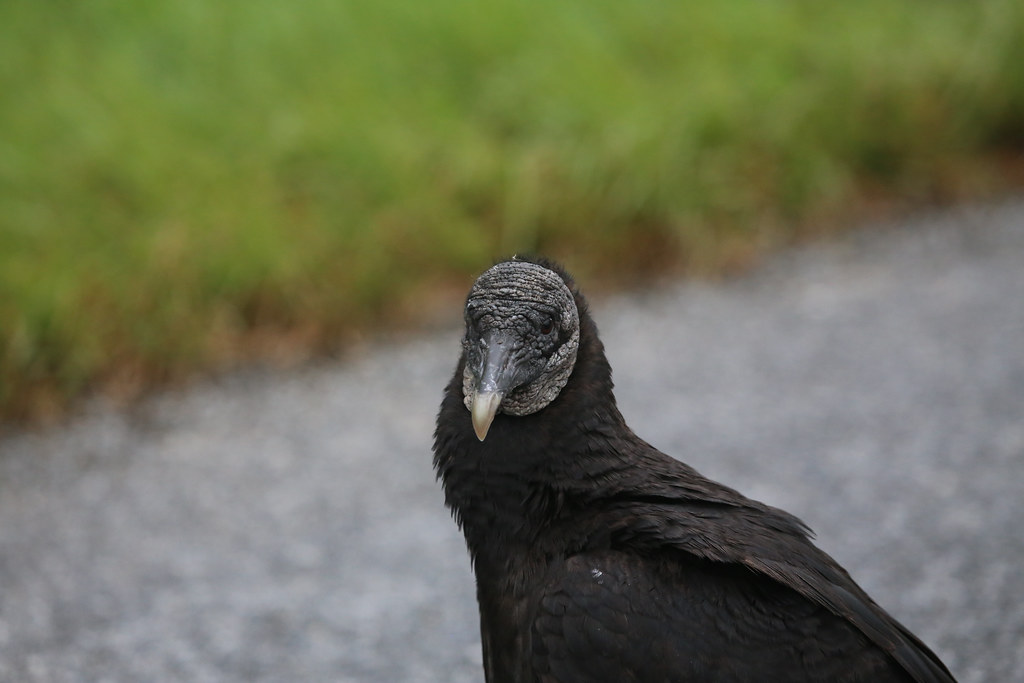BLACK VULTURE #2 | FIELD MARKS- small,partially unfeathered … | Flickr