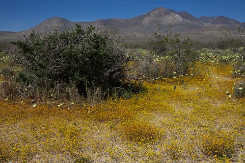 california flickr unitedstates desertchicory inyokern rafinesquianeomexicana goldfields lastheniacalifornica canonef24105mmf4lis