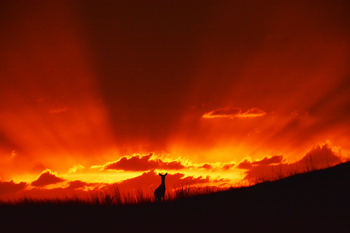 statepark sunset minnesota silhouette spring deer albertlea southernminnesota myrebigislandstatepark