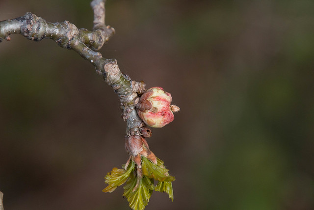 Young Oak Apple Gall.