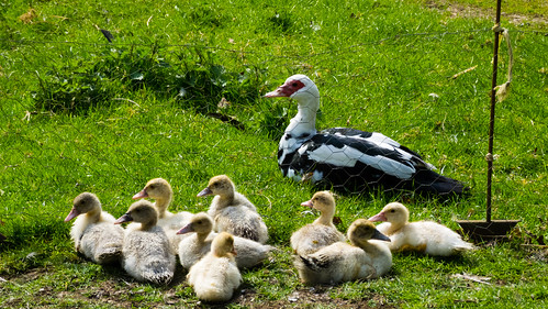 Muscovy duck and ducklings, revisited