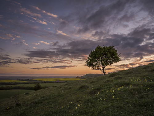 morning tree sunrise landscape chilterns buckinghamshire bucks ivinghoe ivinghoebeacon pitstone thechilterns chilternhills pitstonehill damianward ©damianward