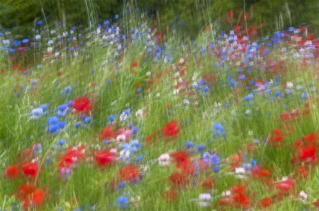 Wild Flowers, Motion Blur Imrpression