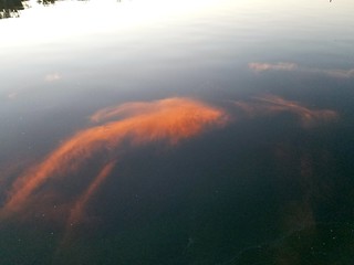 Goldfish Clouds