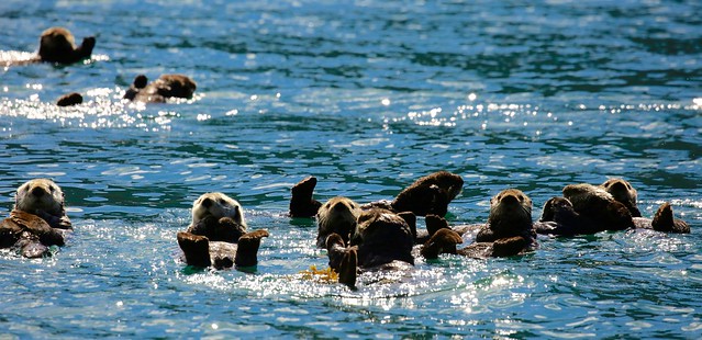 Sea Otters Prince William Sound Valdez Alaska USA North America