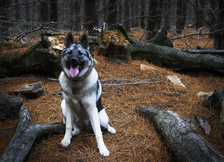 Scout | Taken in a forest yesterday, this was one of the onl… | Flickr