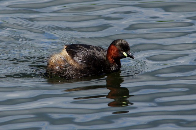 IMGP2034 Little Grebe, Rye Meads, May 2015