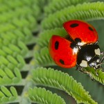 Joaninha, Ladybird (Coccienella septempuntat) - em Liberdade [in Wild]