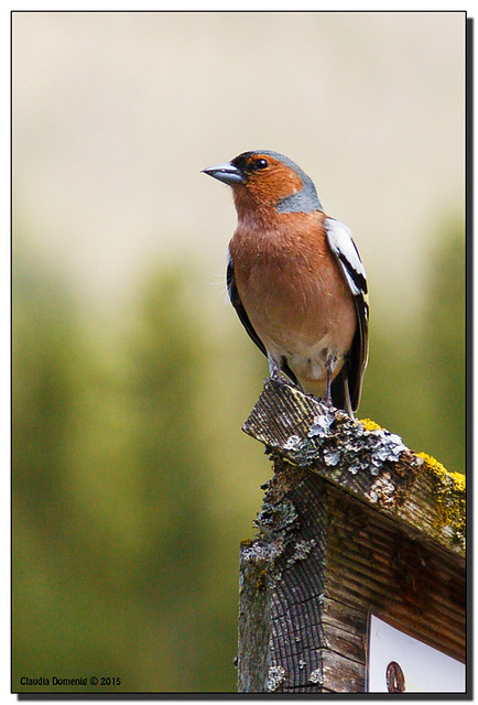 Common Chaffinch (Male)